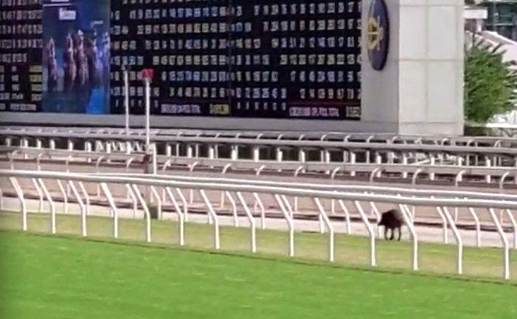 一頭野豬今日闖入沙田馬場並在賽道上狂奔。