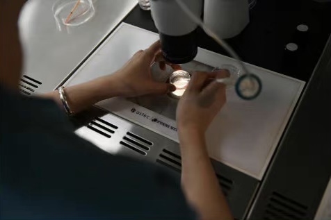 显微镜下解冻胚胎。