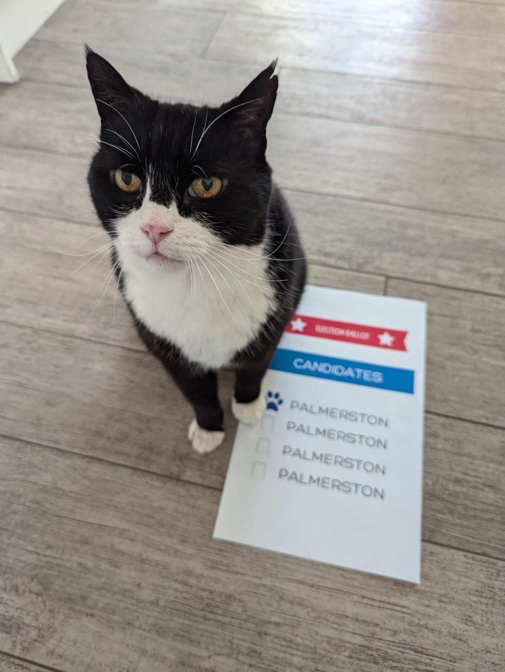 英國外交部前「捕鼠大臣」帕默斯頓逝世,享年12歲。X@DiploMog 英國外交部前「捕鼠大臣」帕默斯頓逝世,享年12歲。X@DiploMog