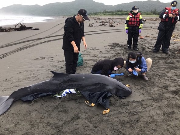 兩年前台灣也有一頭侏儒抹香鯨擱淺死亡。