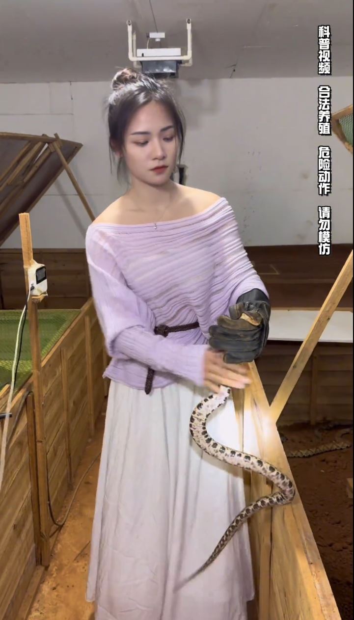 桂林女蛇王自小與蛇為伴，現在養6萬毒蛇，年入百萬元。抖音