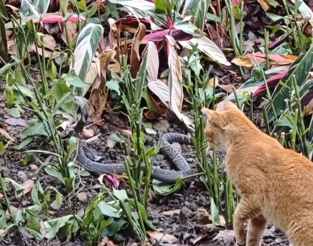 橘猫和眼镜蛇对峙（广东广播电视台）