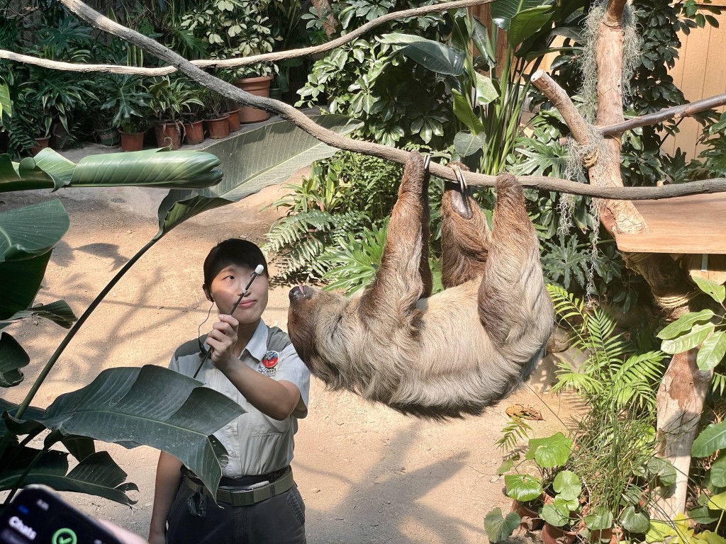 而且树懒动作相当缓慢，十分可爱呆萌！