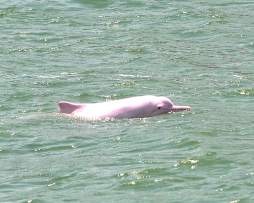 中華白海豚連續5年絕迹大嶼山東北面水域。資料圖片