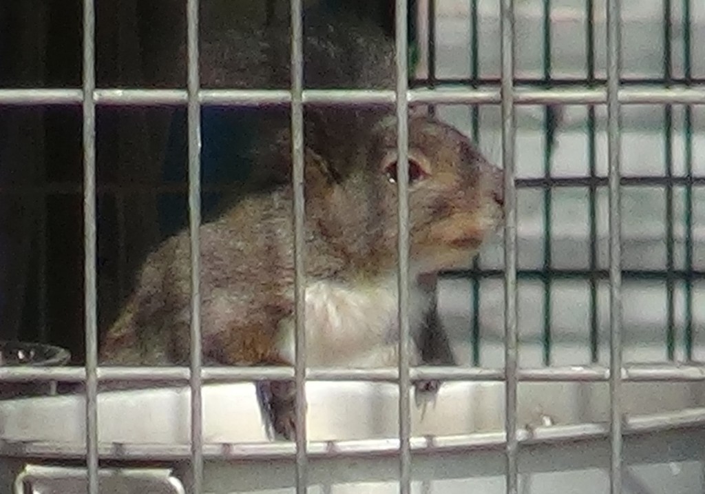 2018年，當局在動物繁殖園發現大量瀕危野生動物。資料圖片