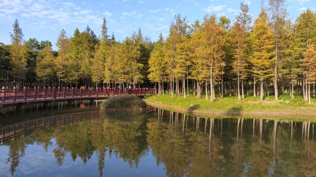 深圳紅花嶺公園位於深圳龍崗區，向來是區內最大規模的落羽杉觀賞地點。（圖片來源：小紅書＠有隻可愛小狗）