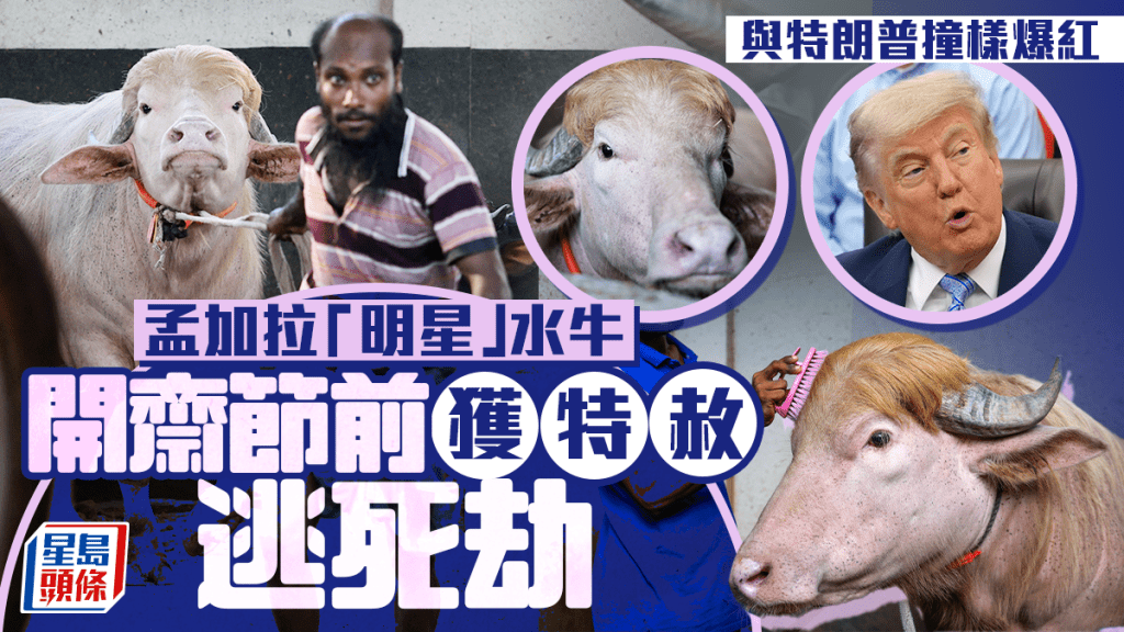 孟加拉水牛與特朗普撞樣成網紅  開齋節前獲特赦逃死劫