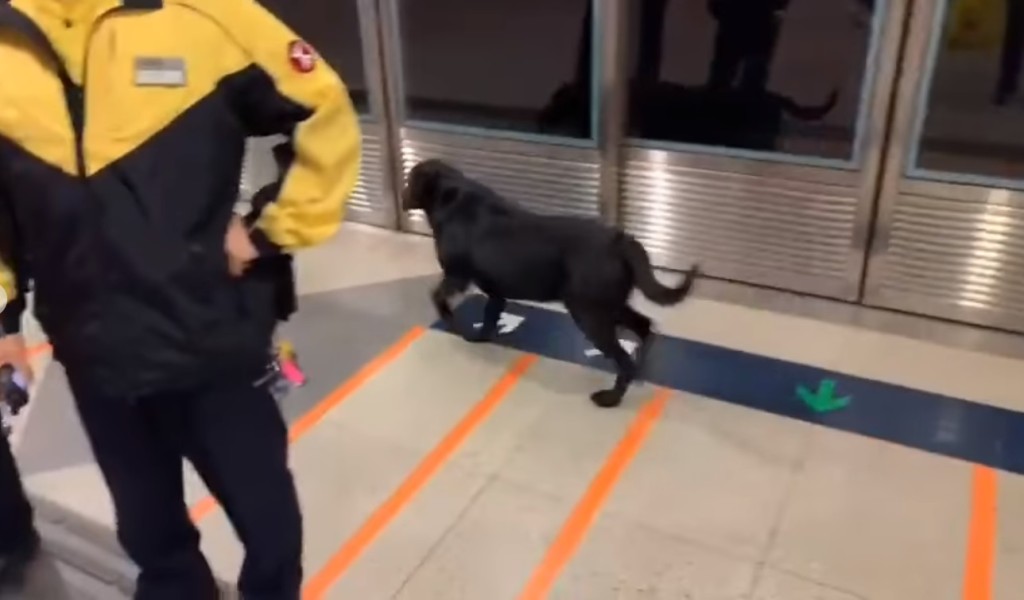 迷途狗在荃灣西站月台流連。網民Erica Chung圖片