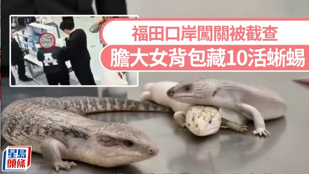 女子背包藏10活蜥蜴福田口岸闖關。