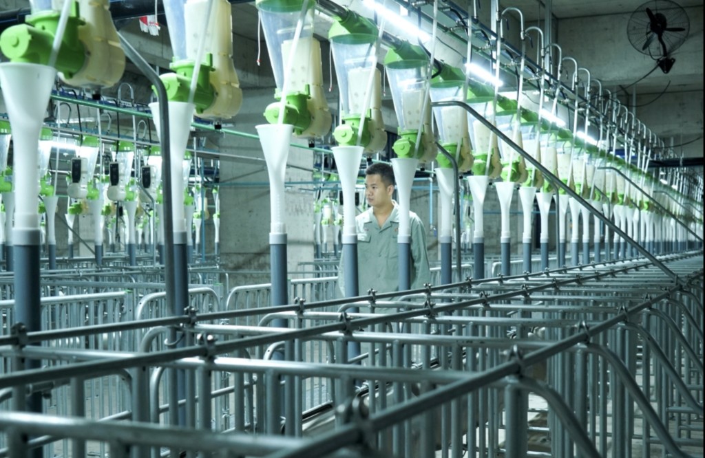 養豬大樓工作人員巡查即智慧化管理的豬隻生產設備。 新華社
