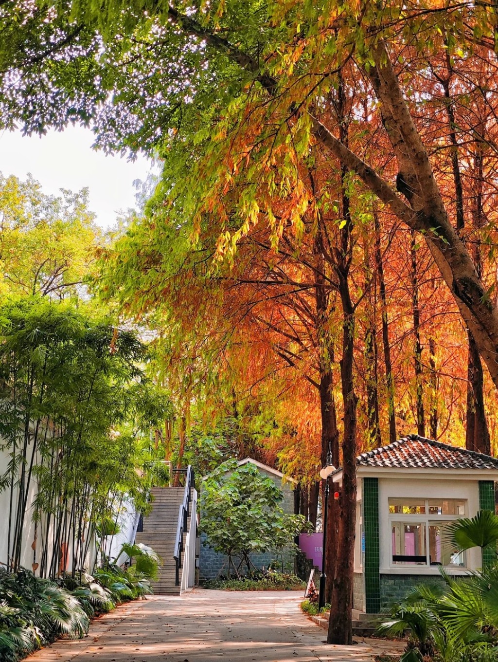 可以將公園大片落葉杉景觀盡收眼底。（圖片來源：小紅書@墨妮卡）