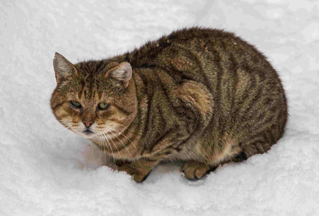 在野外雪地上，猫有极强耐寒能力。