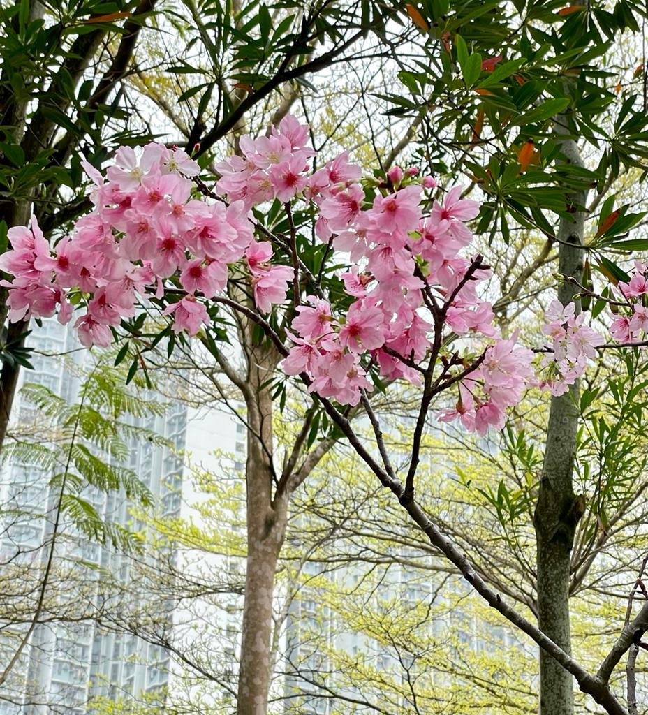 將軍澳單車館公園內的櫻花這兩天盛開,引來大批市民觀賞