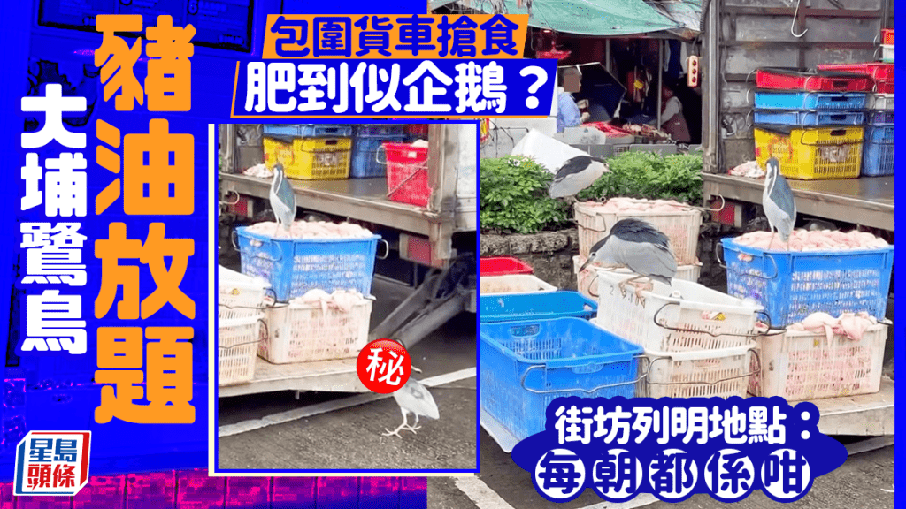 大埔鷺鳥「豬油放題」 包圍貨車搶食肥到似企鵝？ 街坊列明地點：每朝都係咁｜Juicy叮