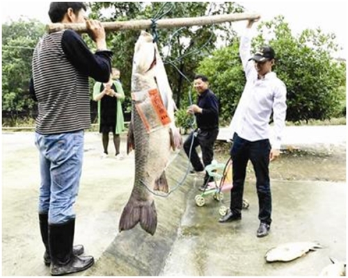 該青魚一片魚鱗就有雞蛋大小。網上圖片