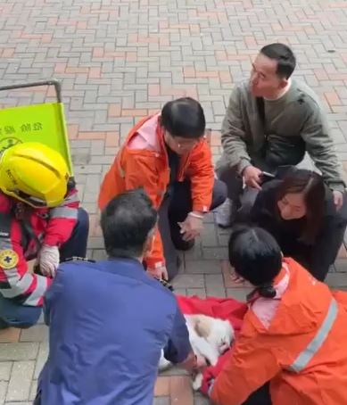 白貓躺地奄奄一息。讀者提供影片截圖