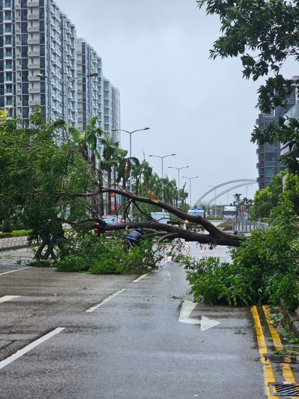 大樹倒塌擱在路面。