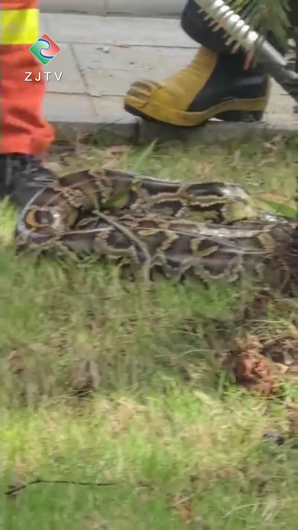 湛江日前街头出现一条长约2米的巨蟒。 湛江日前街头出现一条长约2米的巨蟒。