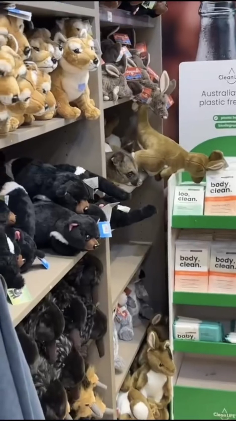  澳洲负鼠匿入货架扮毛公仔。 IG@hobart_airport