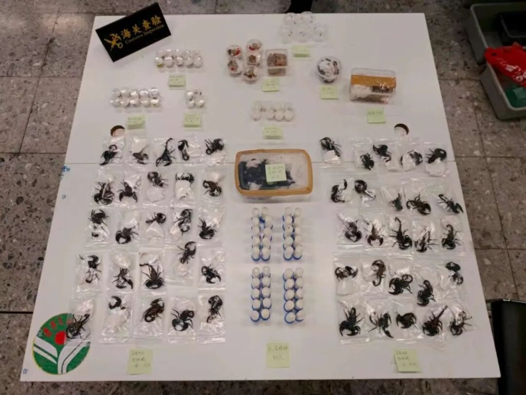 男子行李箱内藏有近400只装于各类容器内的活体昆虫及爬行动物。海关发布海关发布