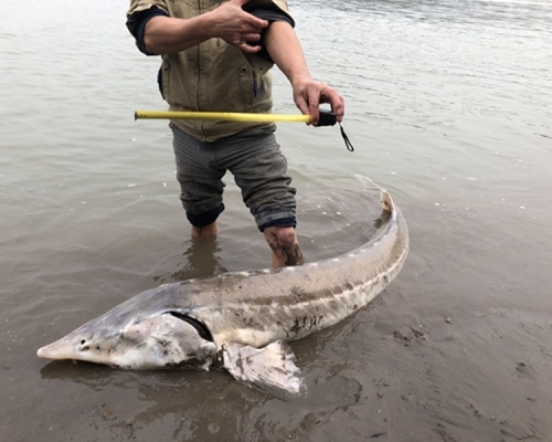 達氏鰉屬國家二級野生保護動物。網圖