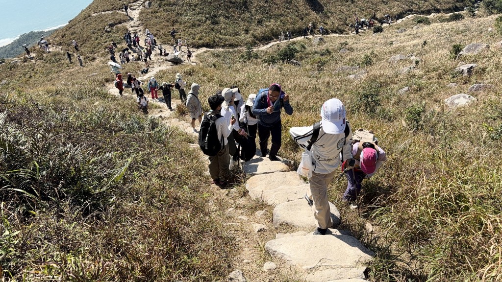 大批內地客趁芒草季上山賞芒。 大批內地客趁芒草季上山賞芒。