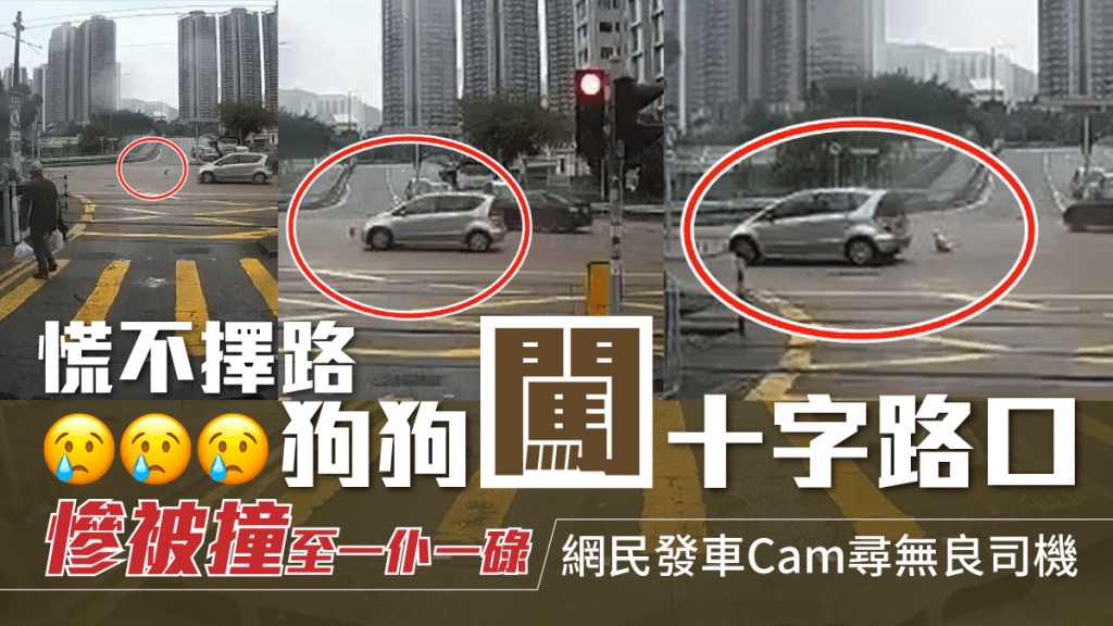 狗狗闖十字路口被撞至一仆一碌。