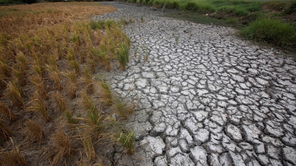 2016年，越南湄公河三角洲朔庄省的稻田乾至龟裂。 路透社