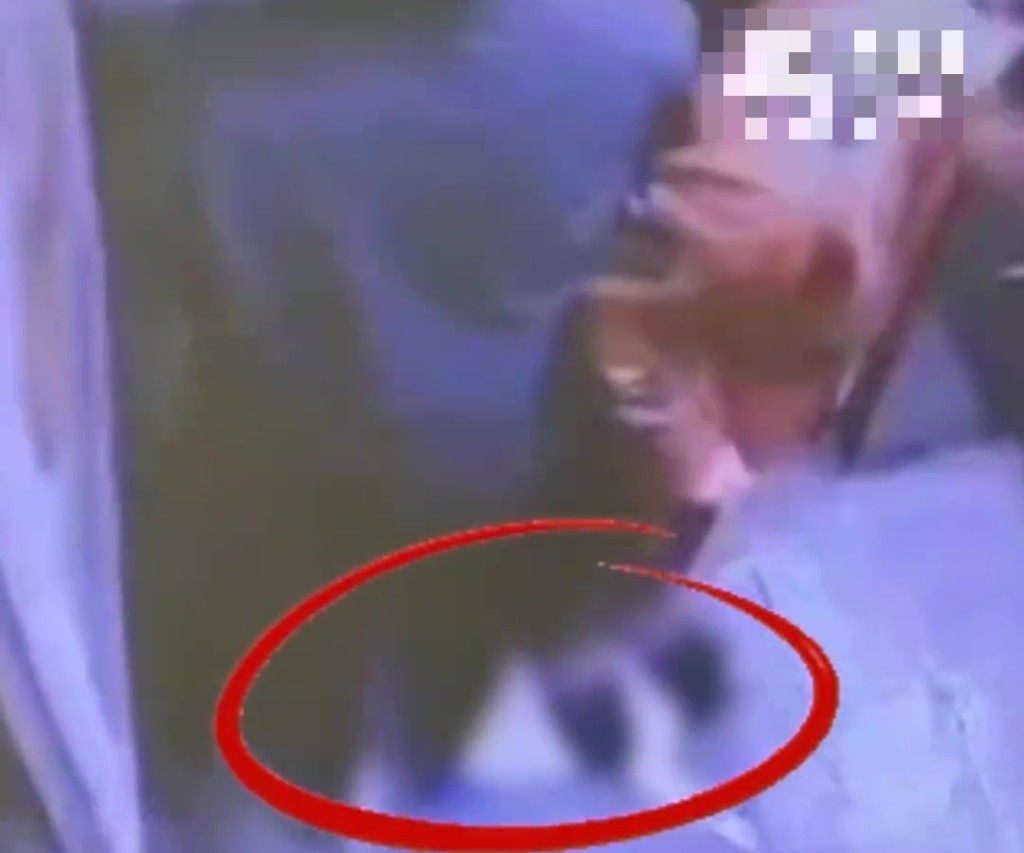 河南冷血母子升降机接力狂踩流浪猫致死，闭路电视揭恶行。