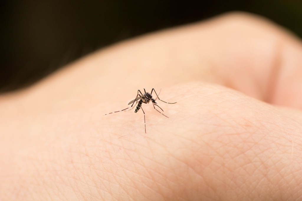 白紋伊蚊能傳播登革熱等疾病。iStock圖片