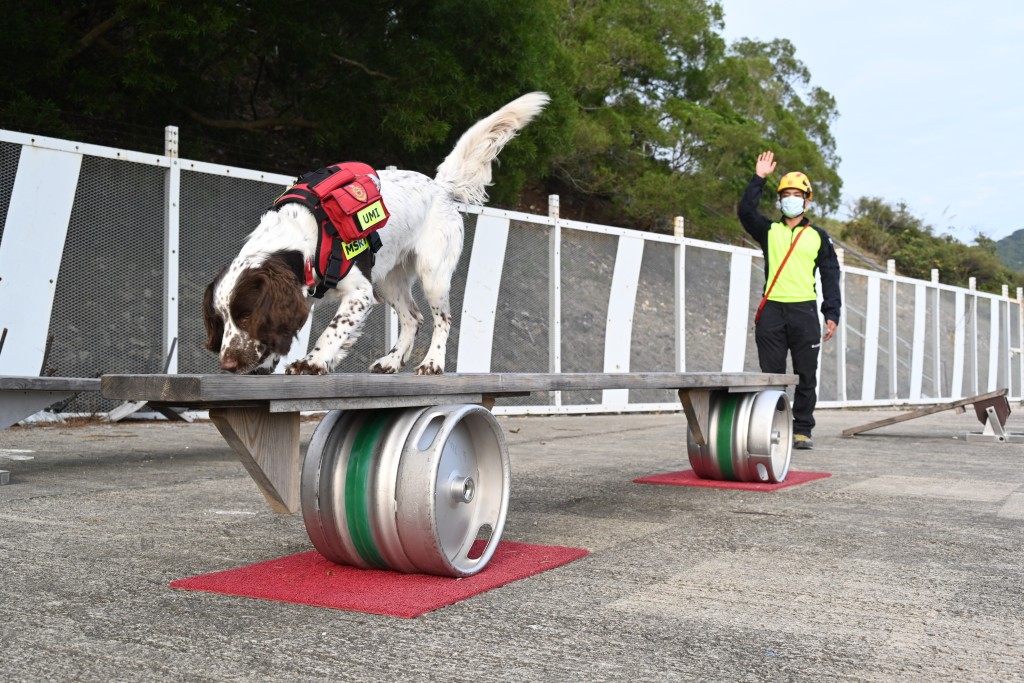 消防处又会安排搜救犬在一些国际平衡设施上接受训练。梁文辉摄