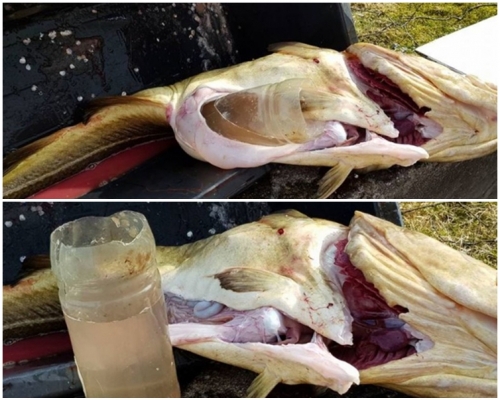 魚腹內有一個1.5公升的膠瓶。網圖
