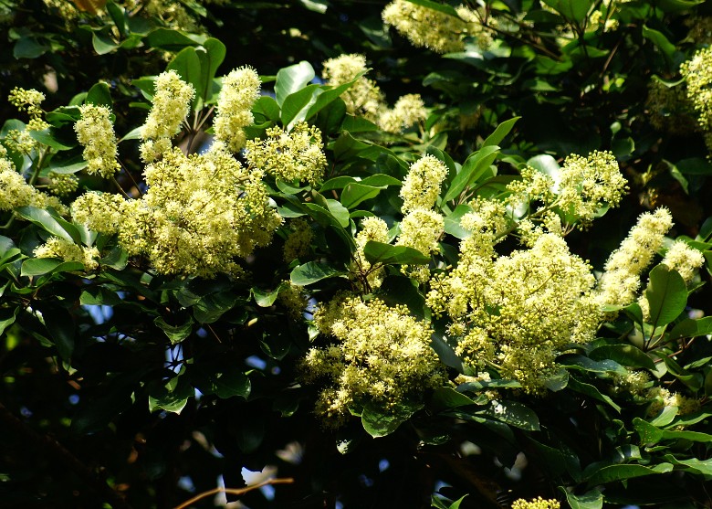 鴨腳木持續大量開花提供食物予蝴蝶。 綠色力量提供