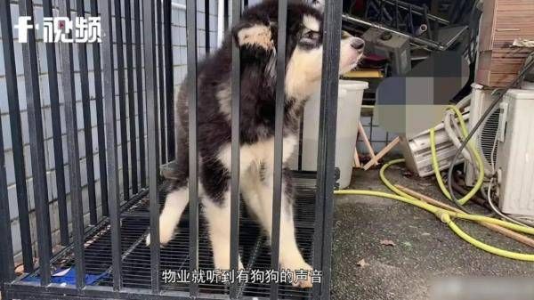女租客留下滿地垃圾及一隻狗不辭而別。網圖