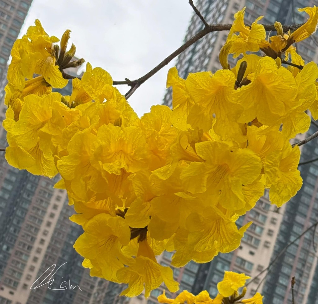 明街公園往尚德邨方向盡頭前的數棵黃花風鈴木，黃花率先炸滿一樹。Winnie Lam圖片授權