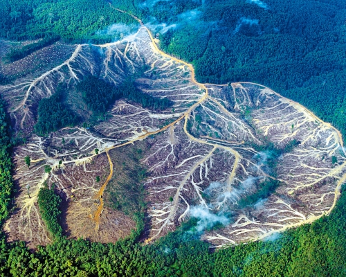 印尼蘇門答臘島占碑省一片遭到大量砍伐的林區。