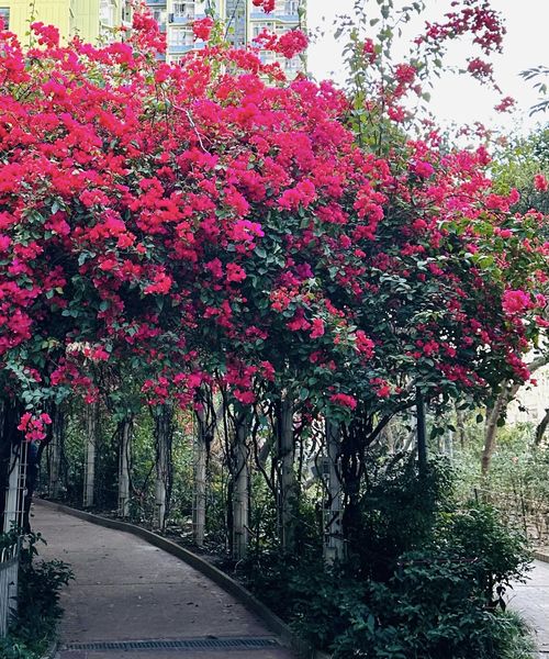 達30米長的長廊開滿桃紅簕杜鵑。（圖片來源：FB @ Winnie Lam授權）