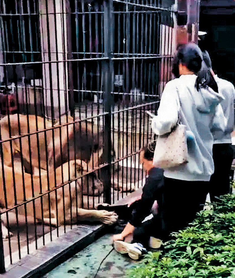 獅子籠裏伸爪抓住一名小女孩的褲子不放。