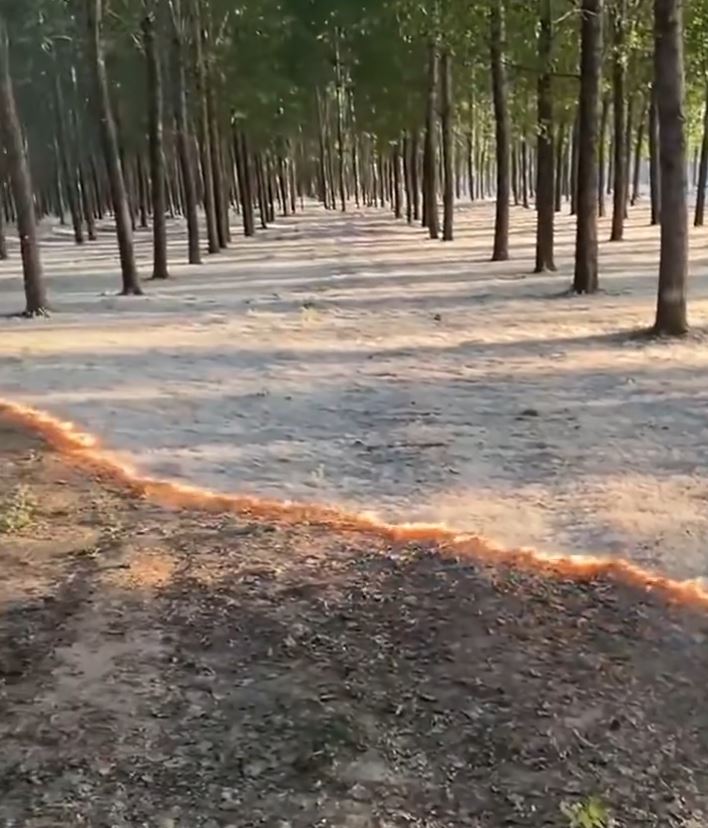 飞絮易燃，大爆发期间要小心火种。