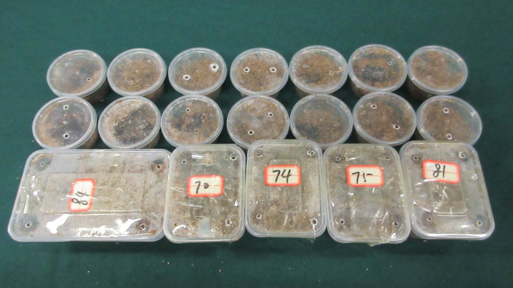 罗湖海关破非法进口活体植物病虫害案 拘68岁本地妇检500克甲虫
