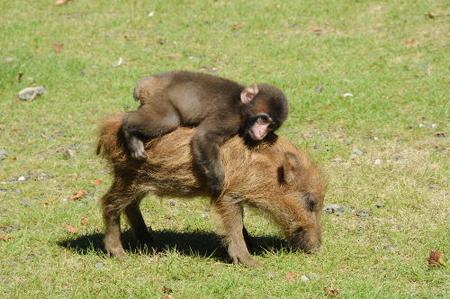 日本京都動物園有猴子自小與野豬結伴成好友，經常出雙入對。(網圖)