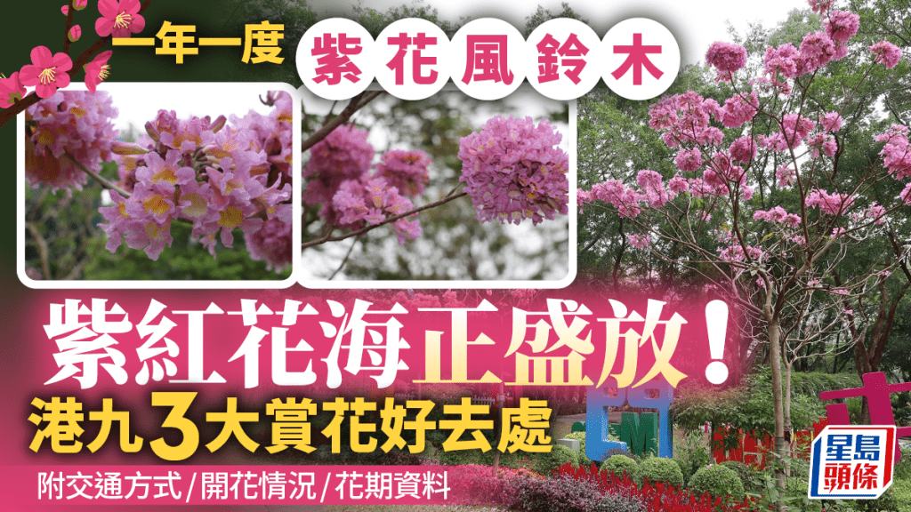 紫花風鈴木盛開！3大賞花好去處 紫紅色花海茂密盛放 附交通方式/開花情況/花期