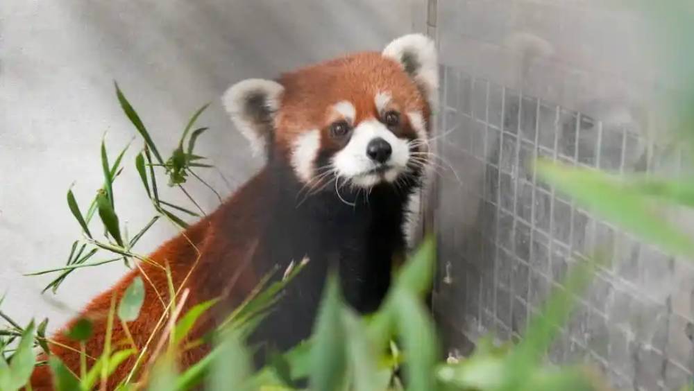 上海動物園小熊貓今抵台。 新華社