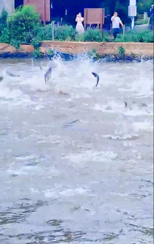 昆明滇池6月1日有數以百計的魚群翻騰躍出水面。抖音