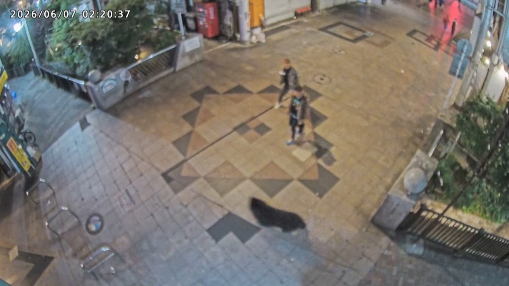 宇都宫黑熊闯闹市。 路透社