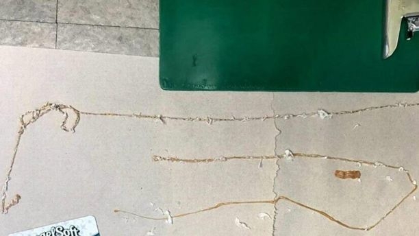 該條蟲長約1.6米。（網圖）