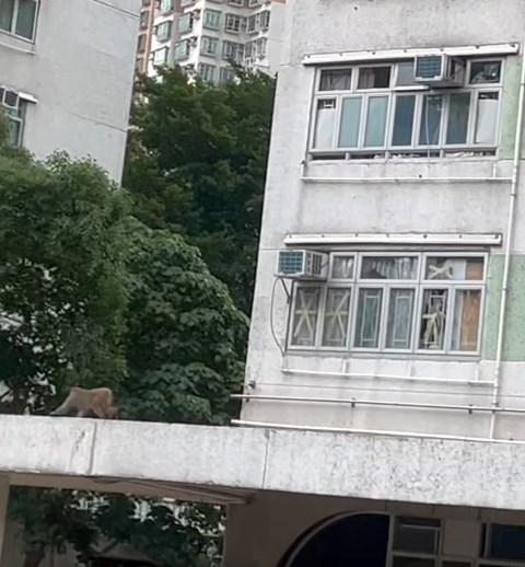 馬騮仔走到簷篷邊緣手腳並用高速放飛,幾乎消失於鏡頭外。fb「將軍澳主場」截圖 馬騮仔走到簷篷邊緣手腳並用高速放飛,幾乎消失於鏡頭外。fb「將軍澳主場」截圖
