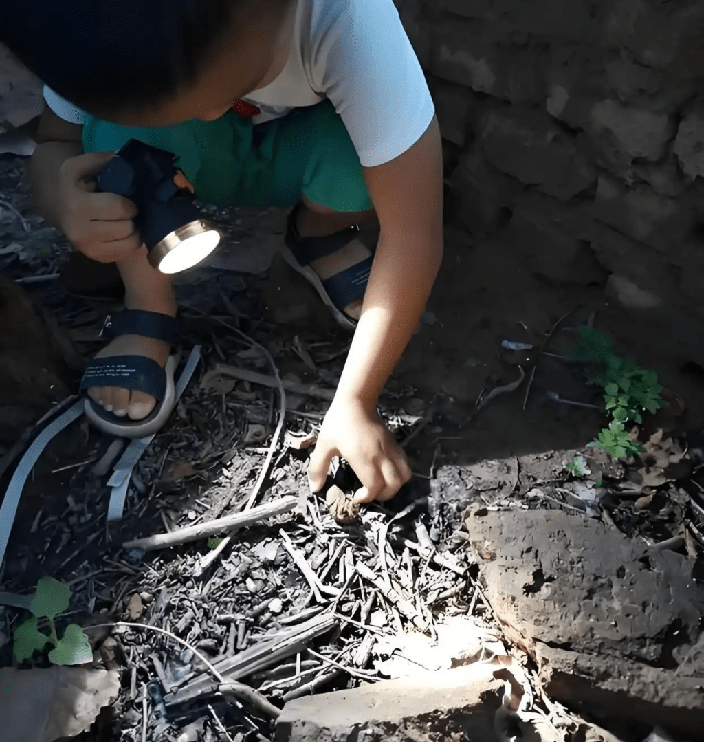 盛夏晚出抓金蟬成潮,不輪男女老幼都出動。 盛夏晚出抓金蟬成潮,不輪男女老幼都出動。