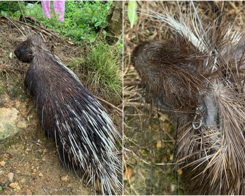 箭豬被鋼線勒住頸部死亡。圖:愛護動物協會提供