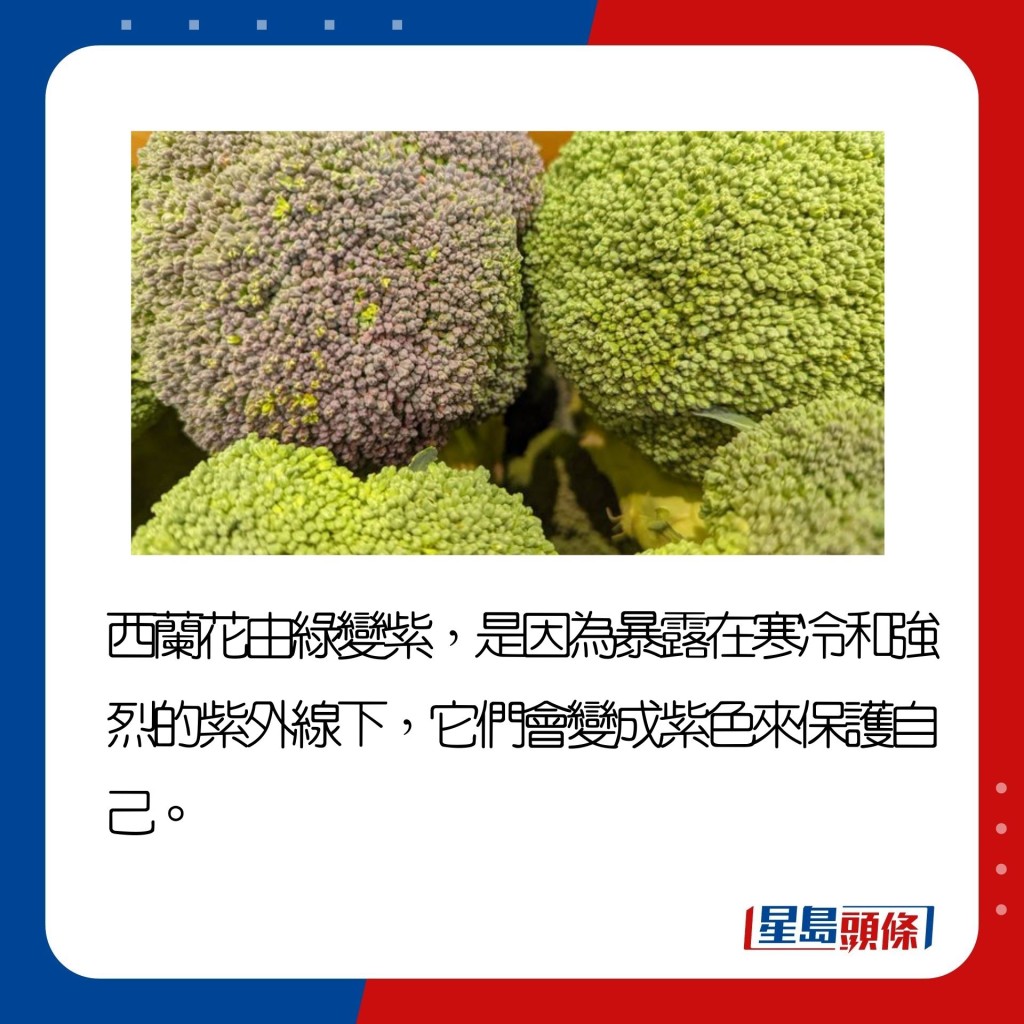 带眼识「菜」│蔬菜变色出黑点不是变坏? 日本蔬菜达人表示一定要买 | 星岛日报